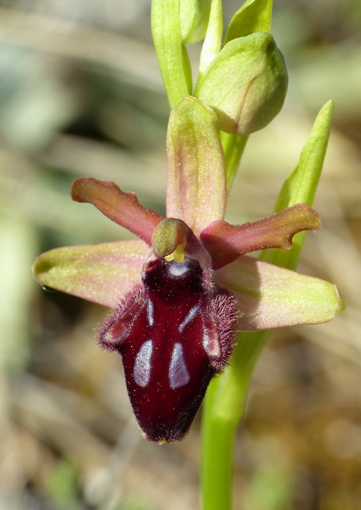 Ophrys promontorii : Abruzzo e Lazio 2019